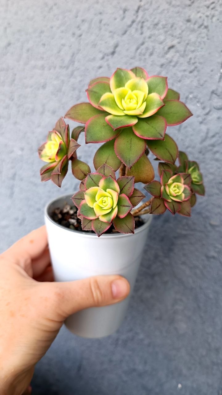 Эониум Киви в двойном стаканчике