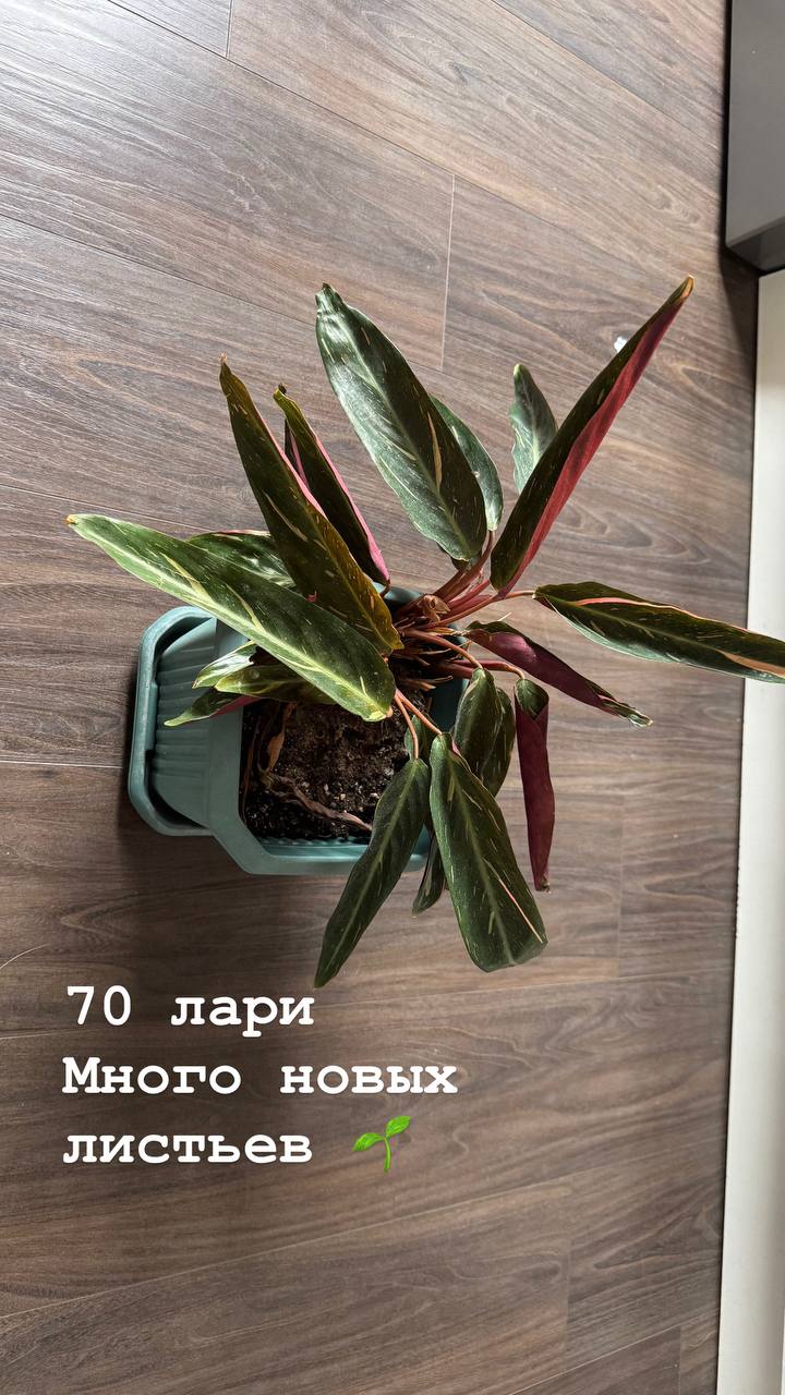 Цветы в горшках (набор)