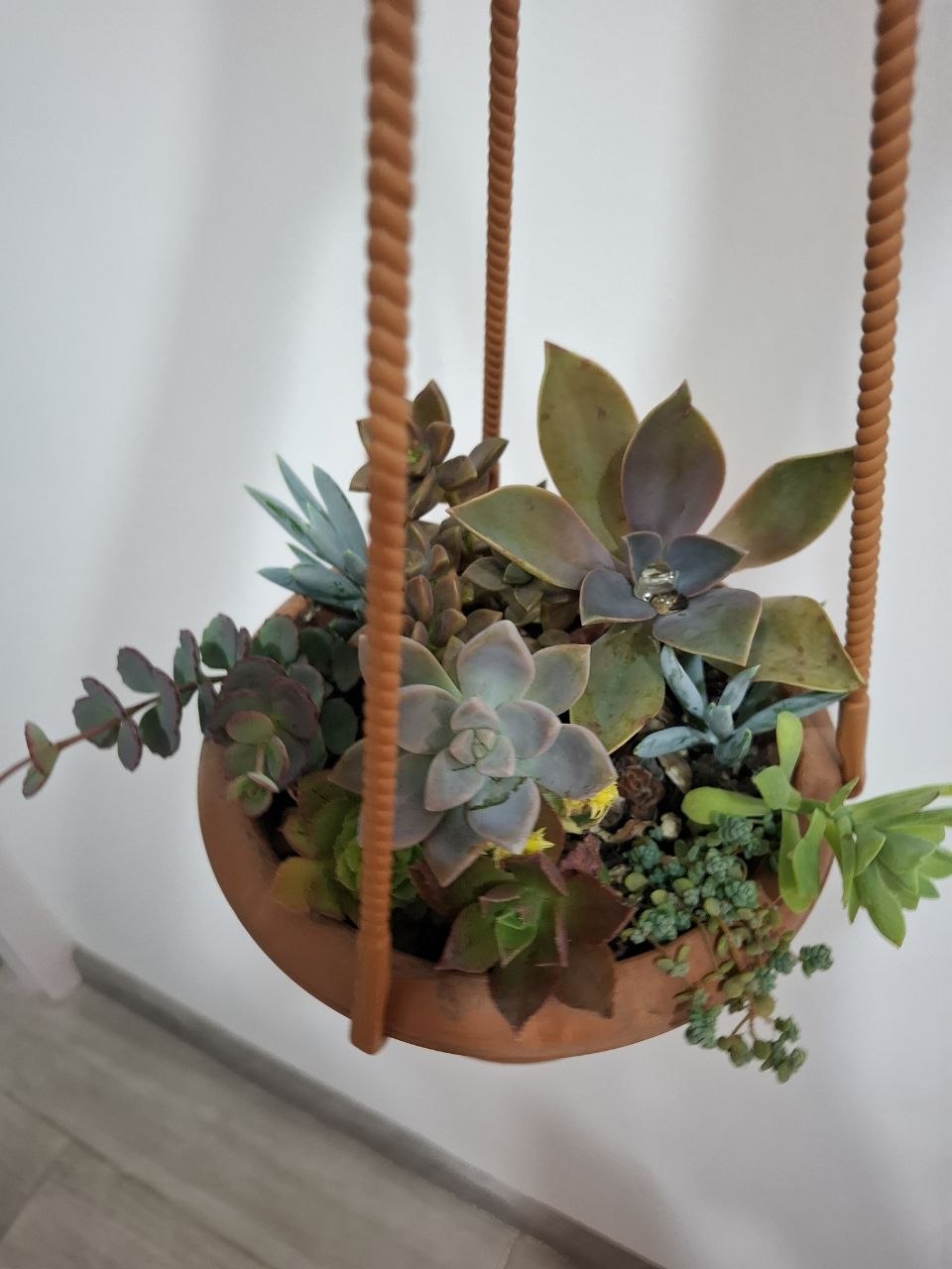 Суккуленты
