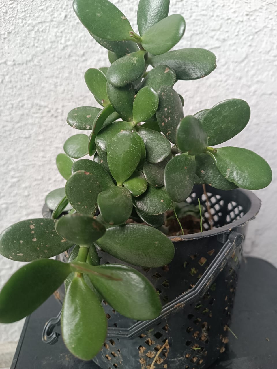 Толстянка (денежное дерево) Crassula ovata