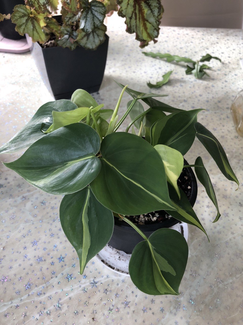 Филодендрон scandens brasil