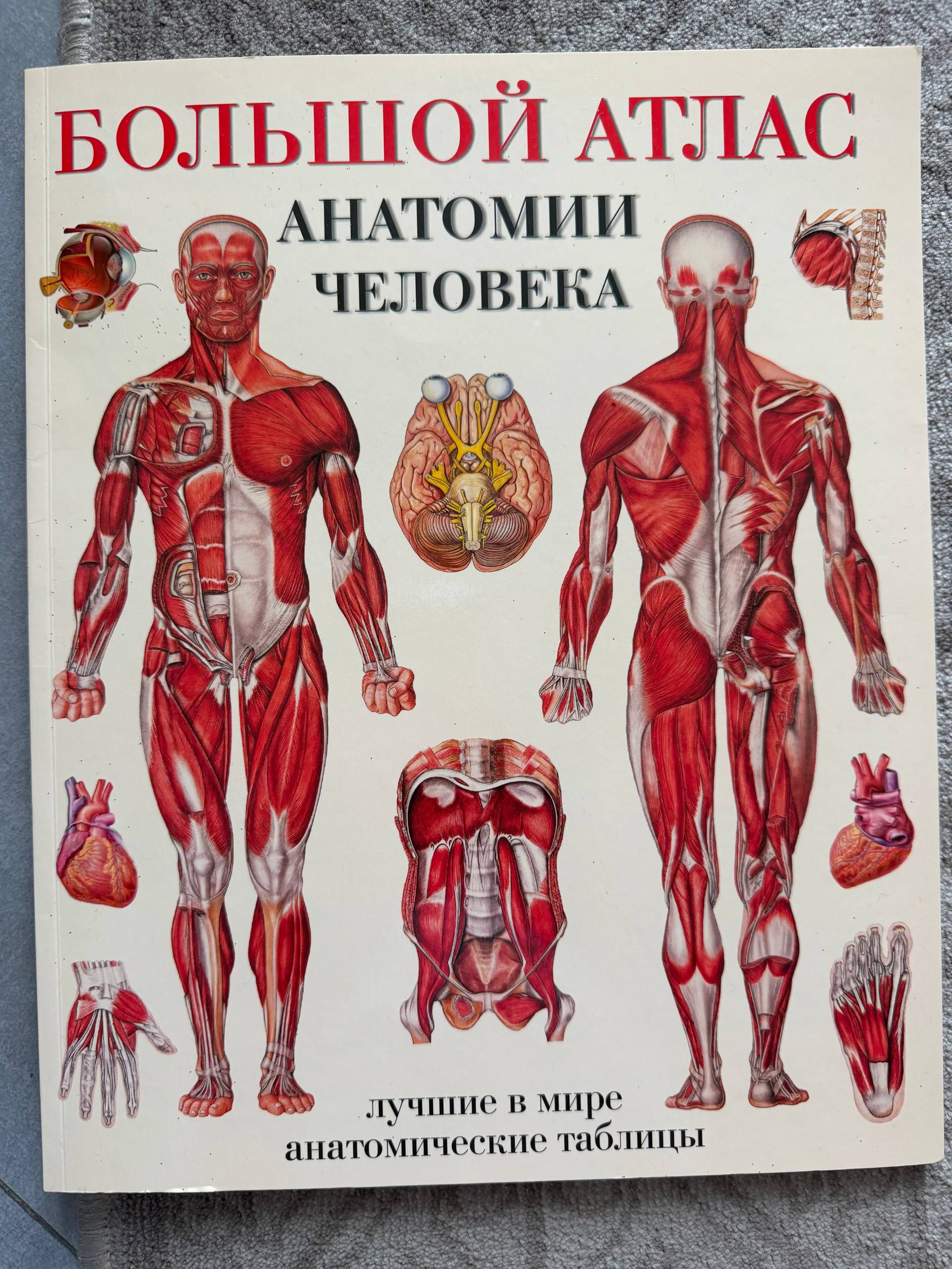 Атлас анатомии человека