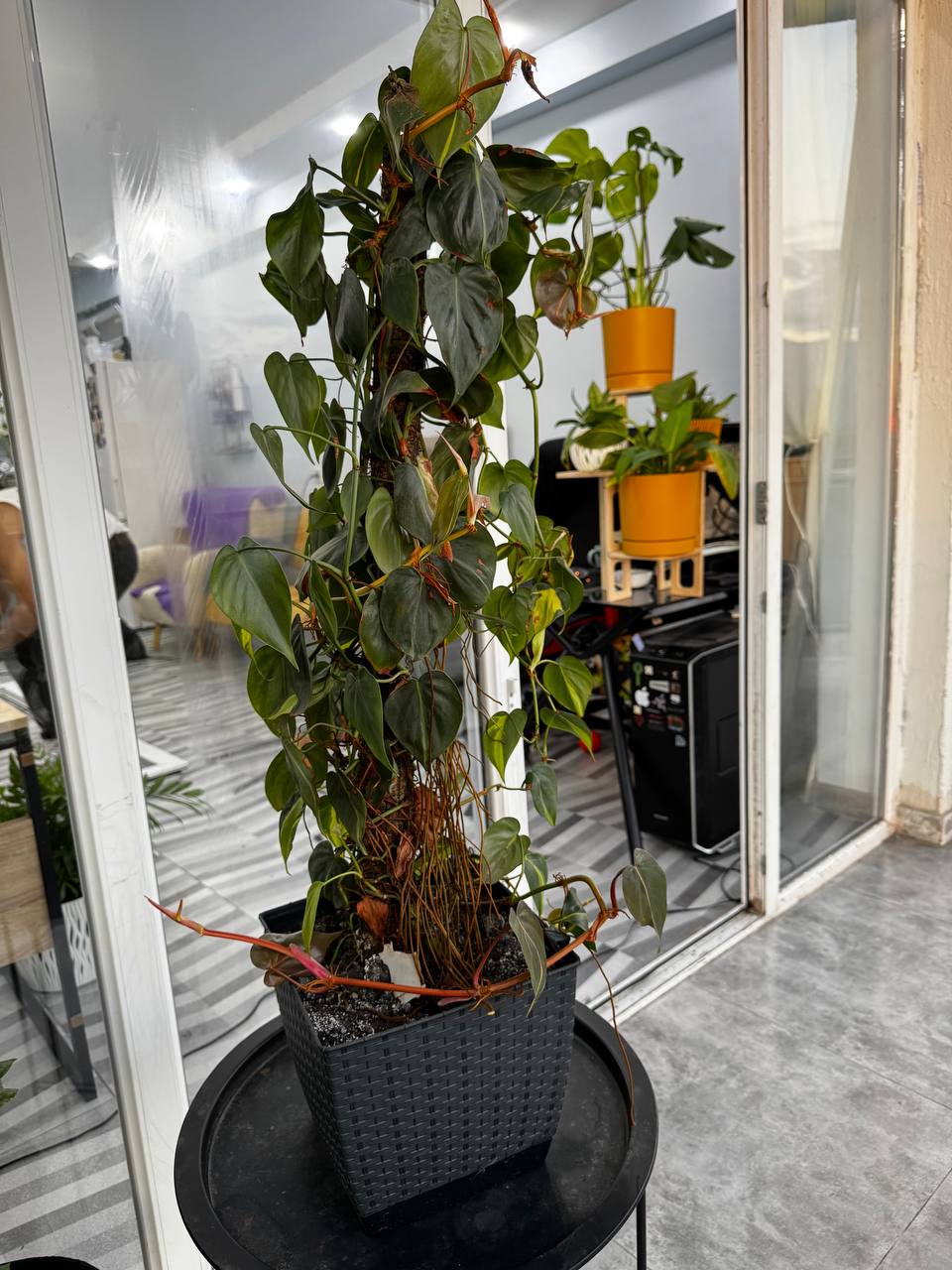 Филодендрон Scandens Brasil (большой)