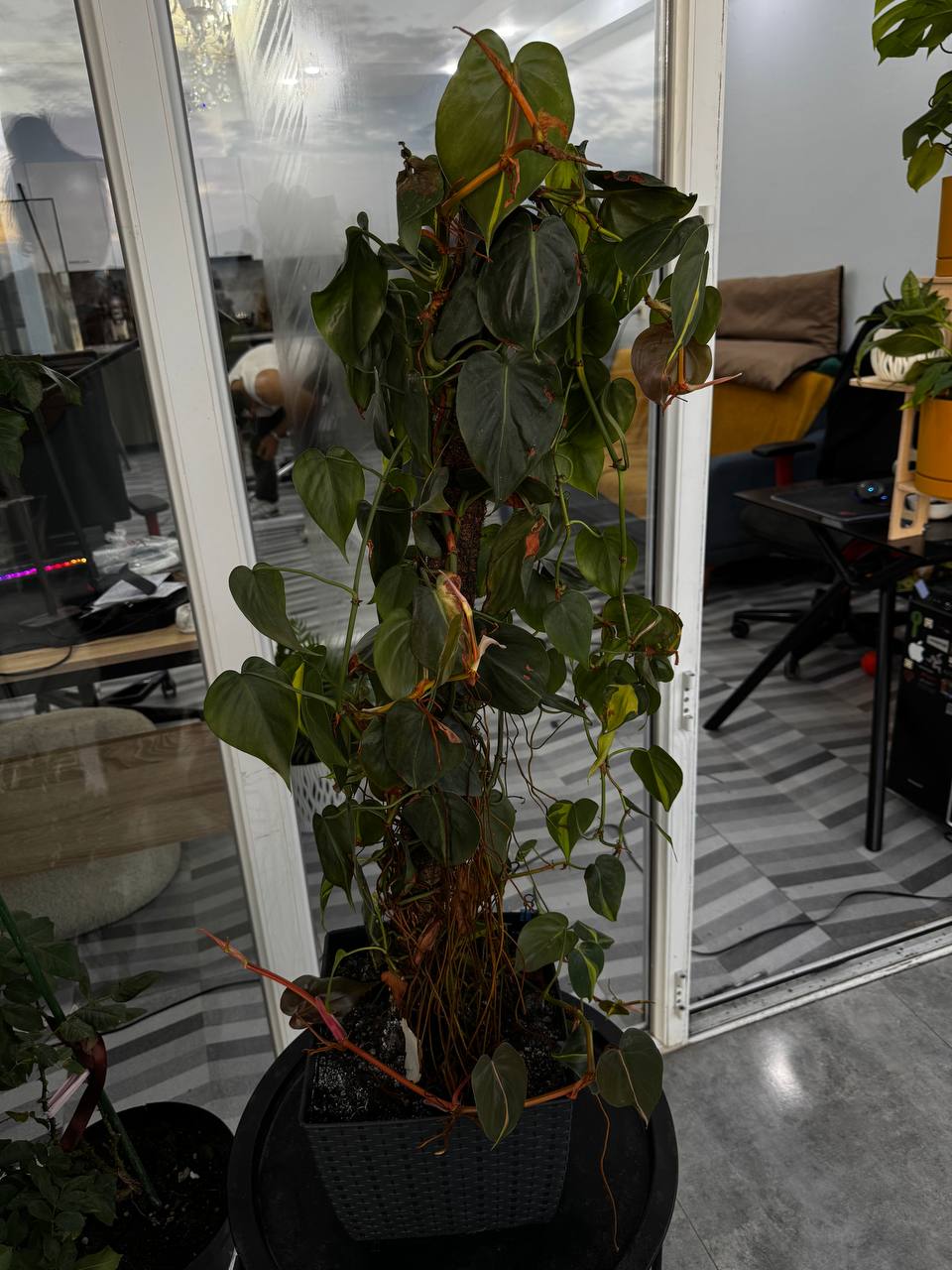 Филодендрон Scandens Brasil (большой)