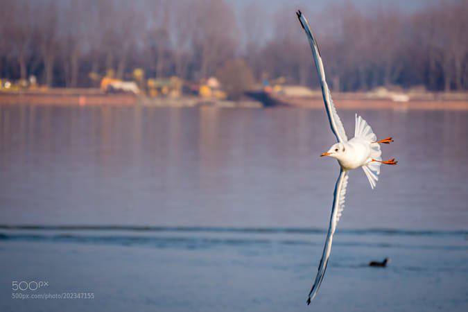 Камера Panasonic Lumix G80 с объективами Lumix G 25mm f/1.7 и Lumix G Vario 12-6