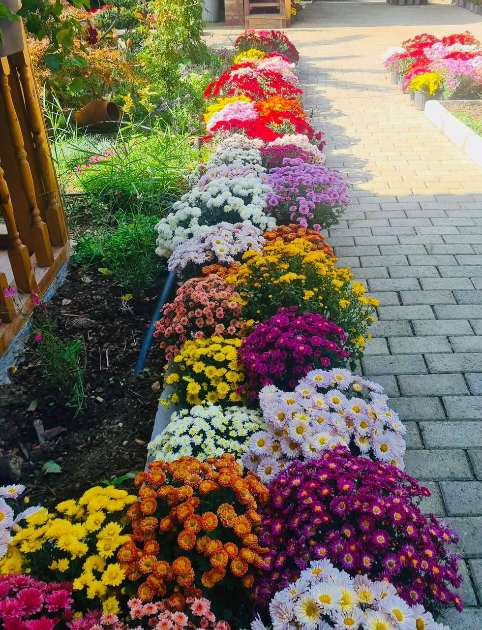 Хризантемы разноцветные (цветы для сада)