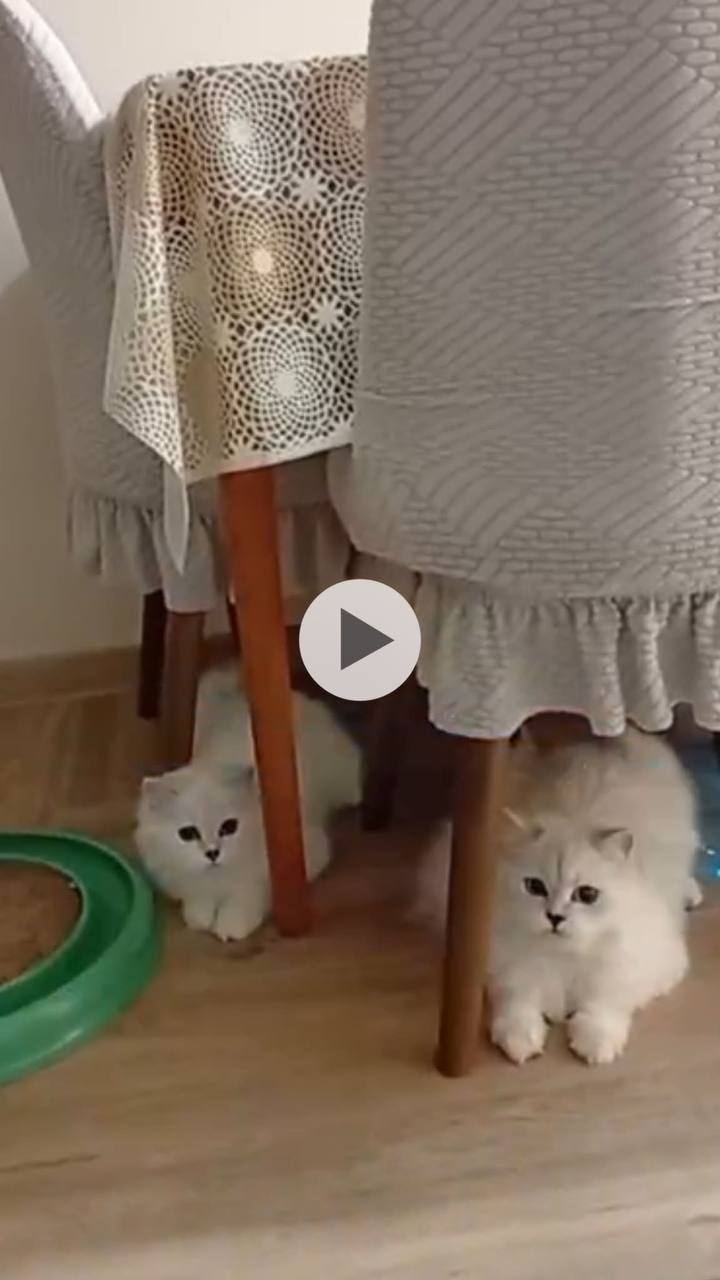 Шотландский котёнок (Мия, Чика или Зевс)