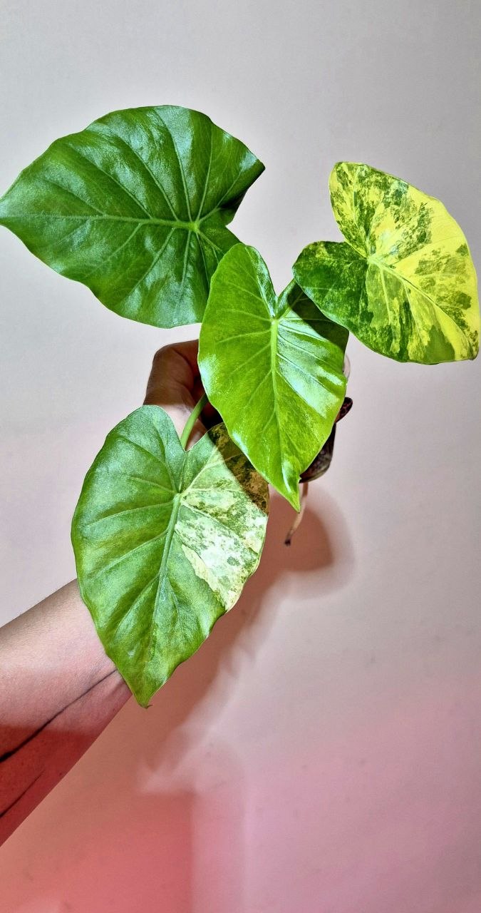 Клубень алоказии Gageana Aurea