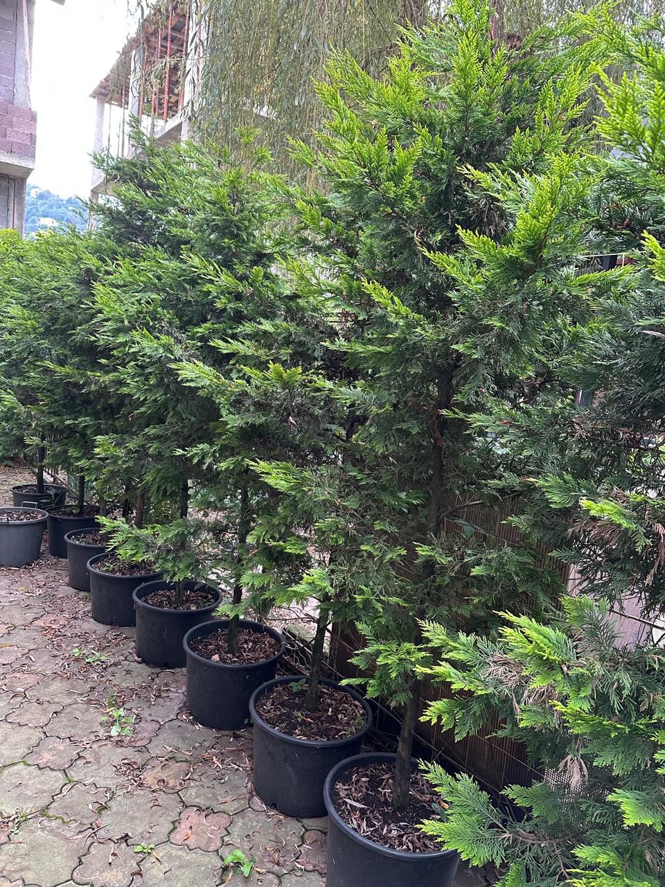 Туя в горшке высотой 2.5 м