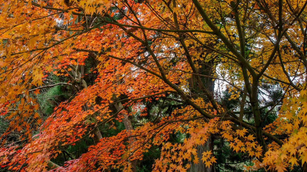 Фотоаппарат Sony Alpha NEX-5N с объективом SEL1855