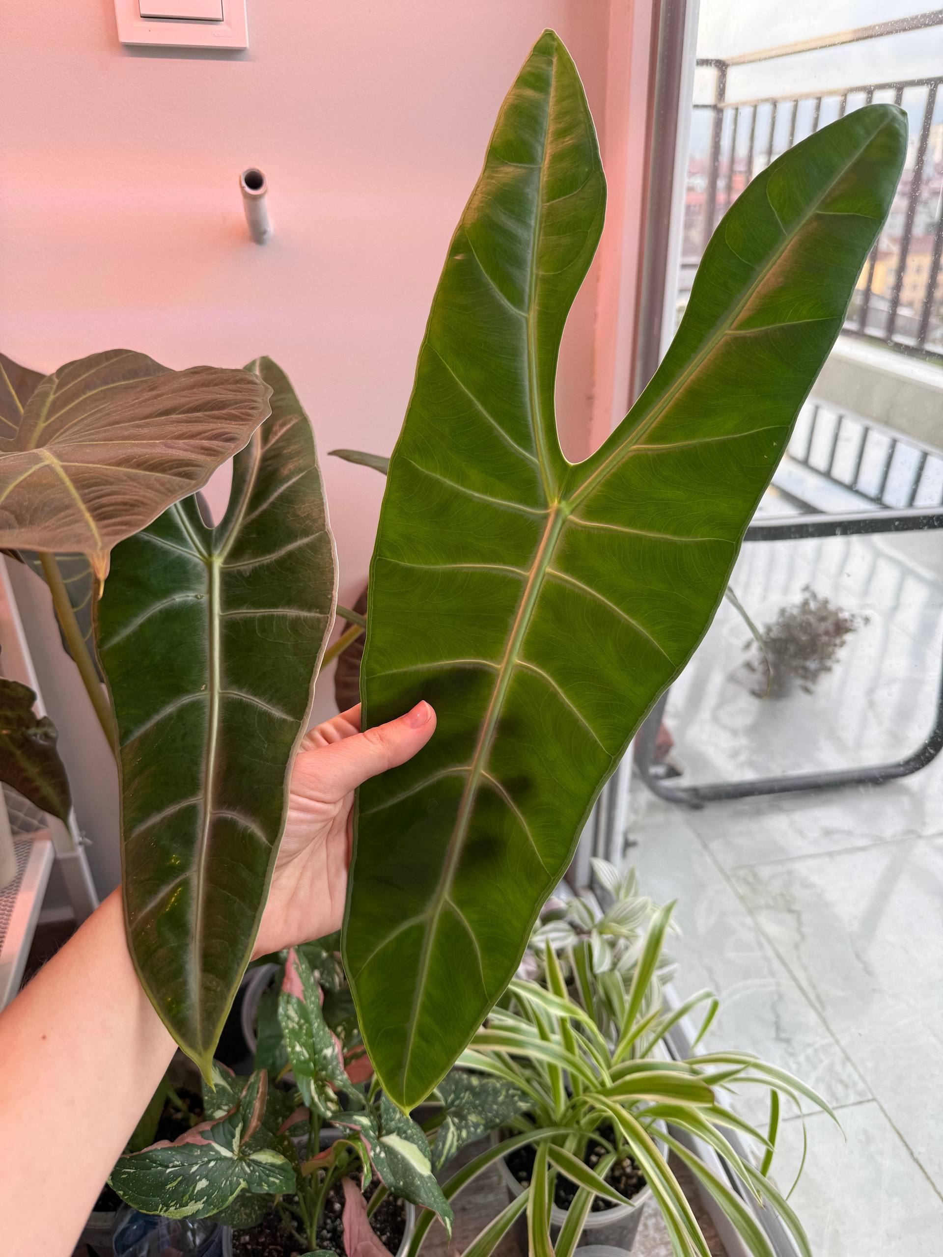 Детка алоказии лонгилобы (Alocasia longiloba)