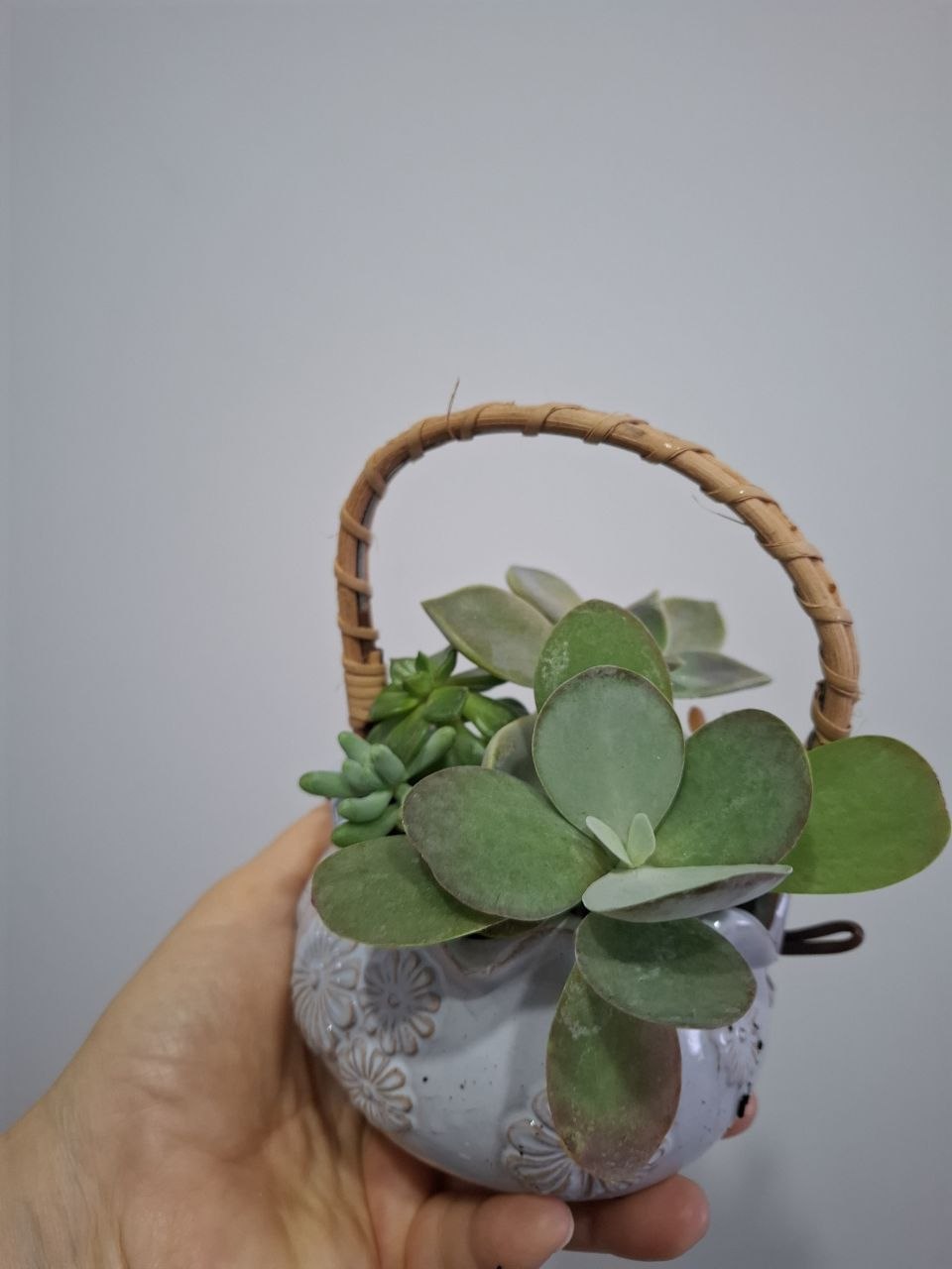 Суккуленты в оригинальной корзинке