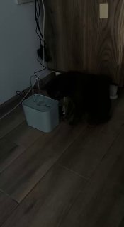 Питьевой фонтан для кошек