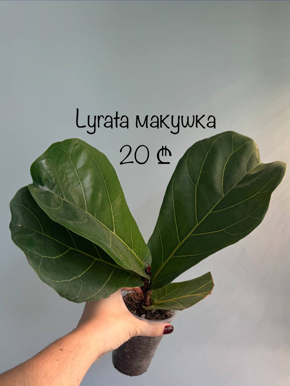 Фикус лирата — черенок на 2 точки роста