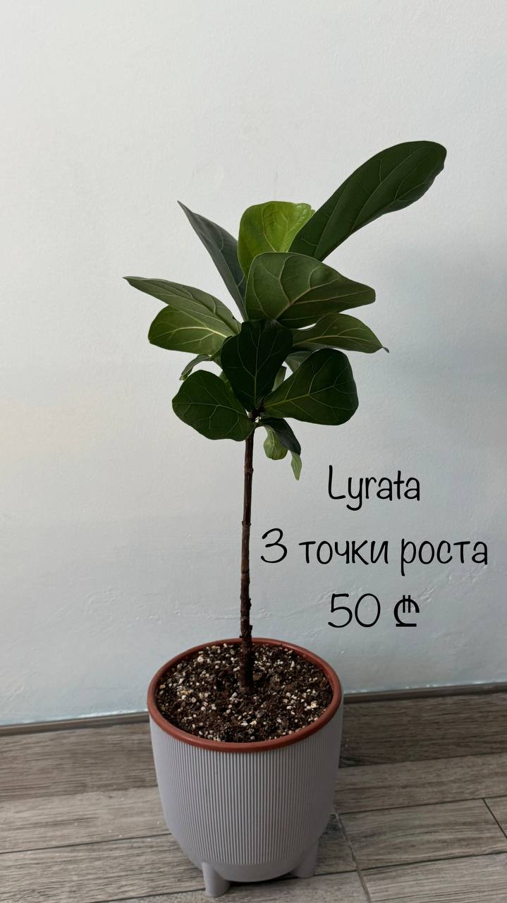 Фикус Лирата с 3 точками роста