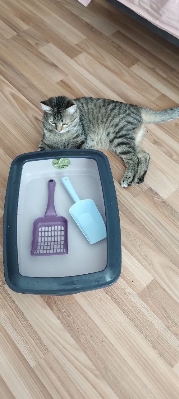 Лоток для туалета с совком