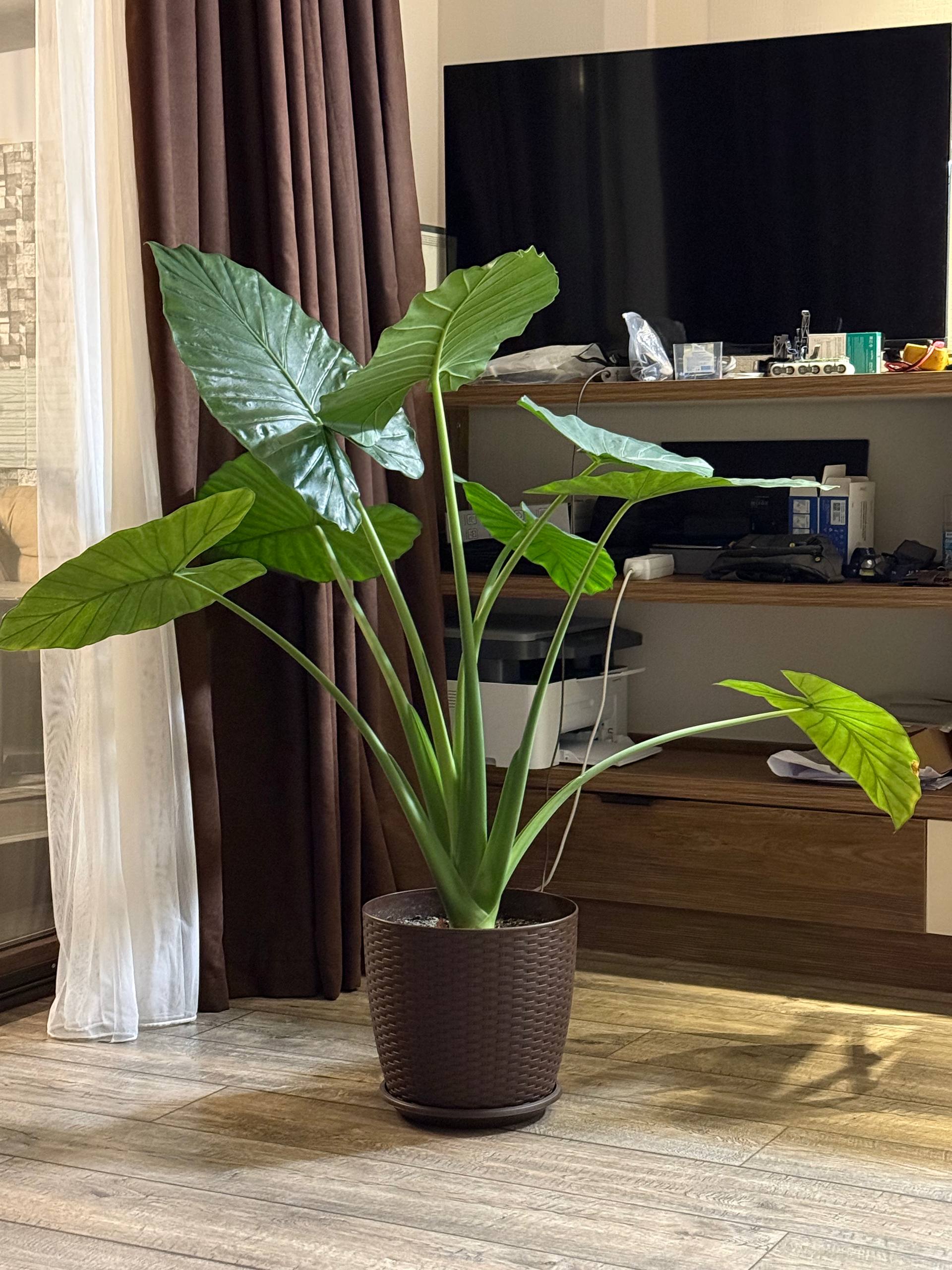 Алоказия 3 года