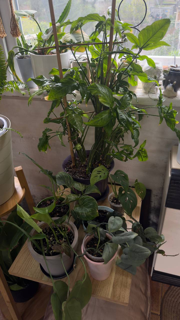Набор растений: сингониум, монстера, филодендроны, сциндапсус