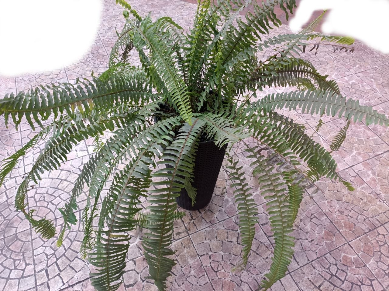 Папоротник