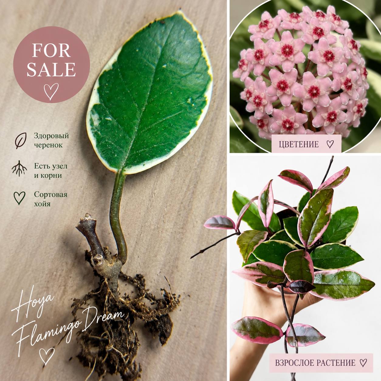 Укорененный черенок хойи Flamingo Dream (Hoya carnosa)