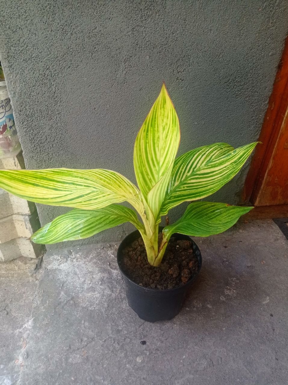 Канна пестристая (Canna indica)