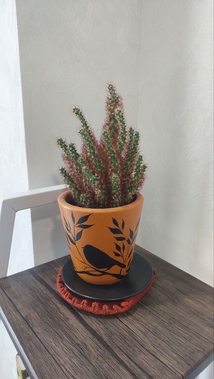 Кактус