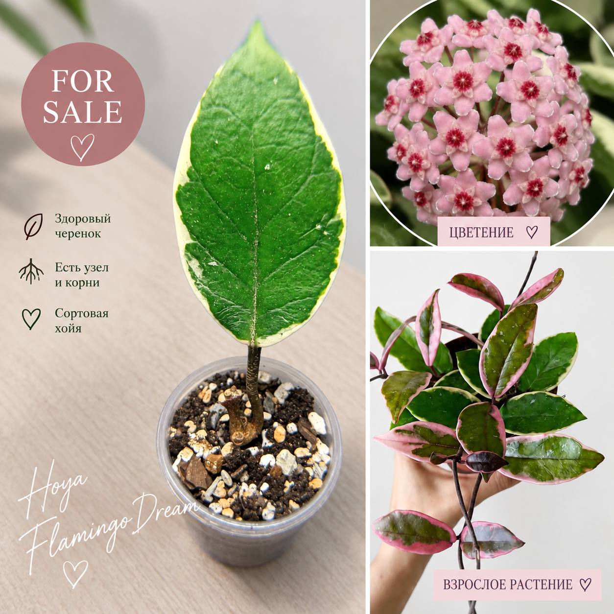 Hoya Flamingo Dream