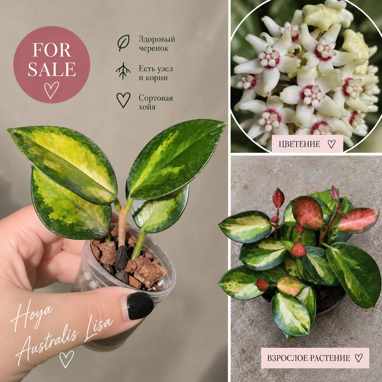 Hoya australis 'Lisa'