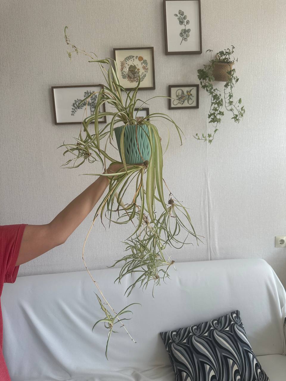 Эпифиллум