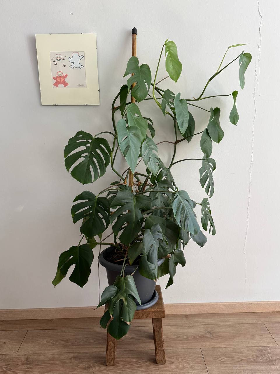 Монстера 2