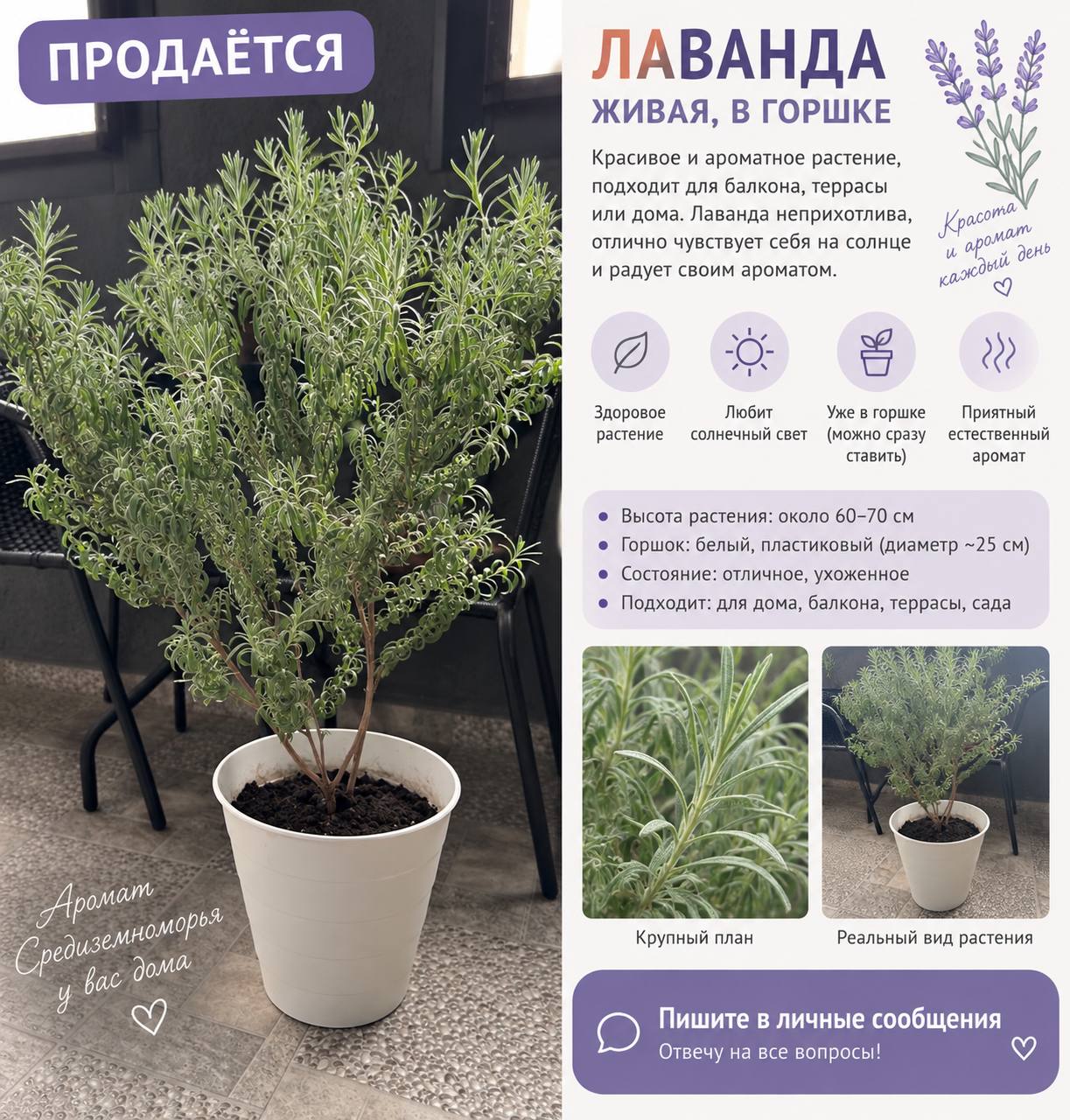 Лаванда в горшке, высота 90 см