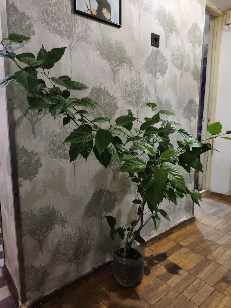 Китайская роза с бутонами