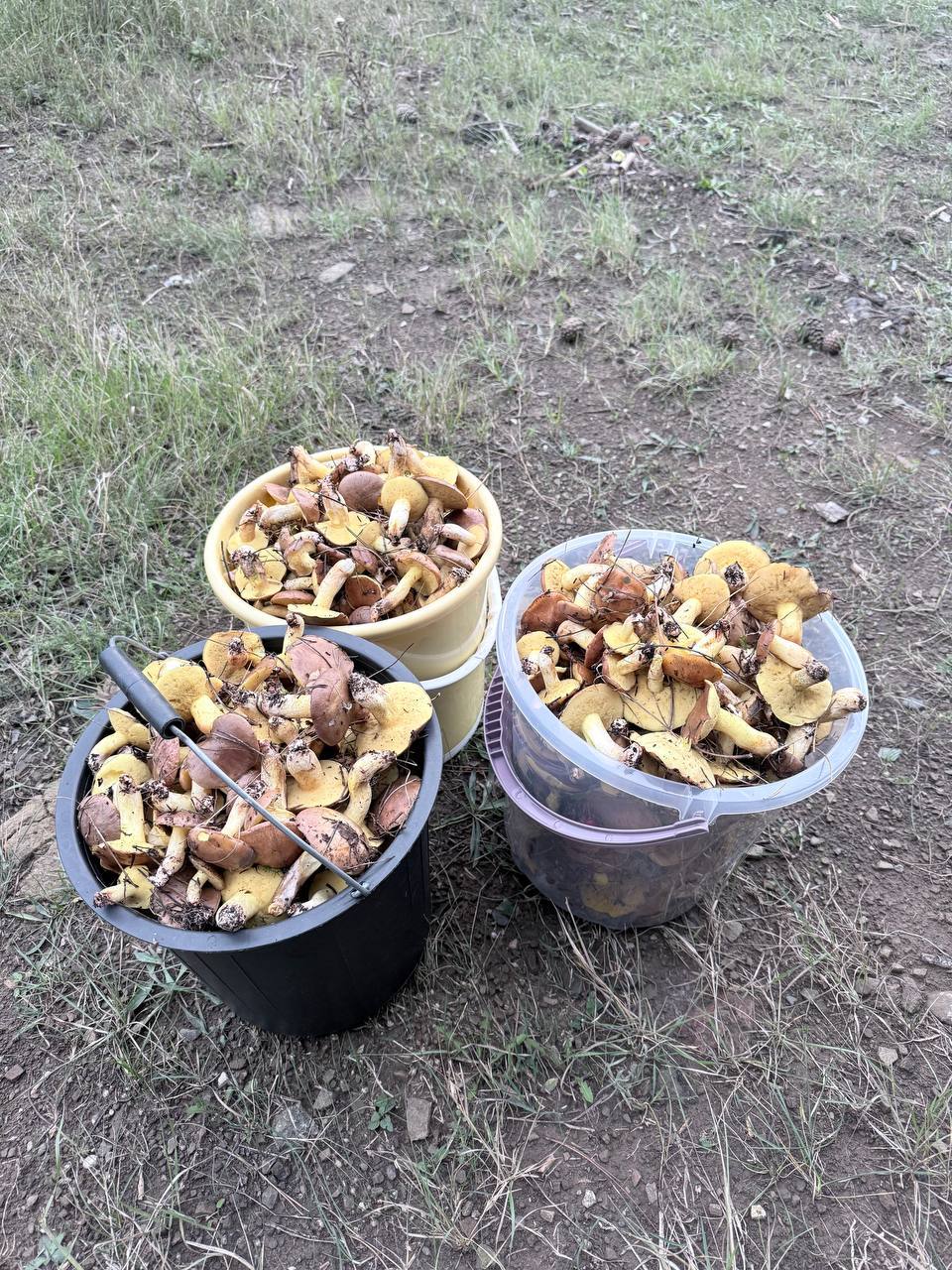 Маслята, ведро