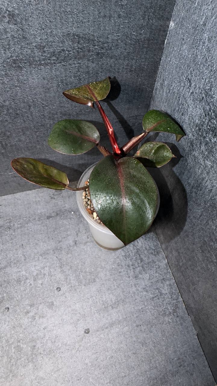 Philodendron 'Black Prince'