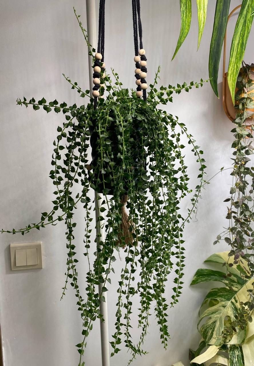 Растение Dichidia Ruscifolia с горшком для фитильного полива