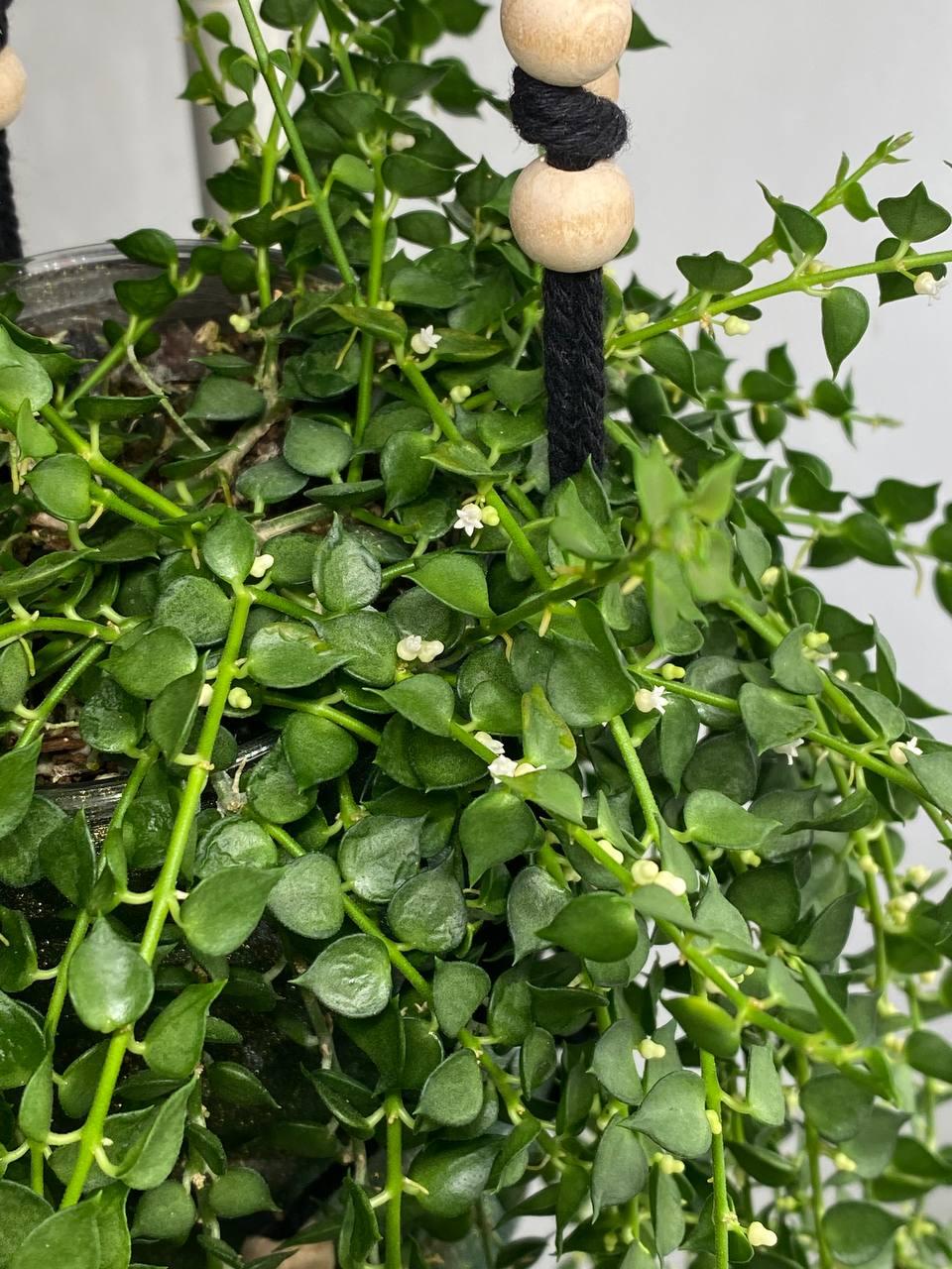 Растение Dichidia Ruscifolia с горшком для фитильного полива
