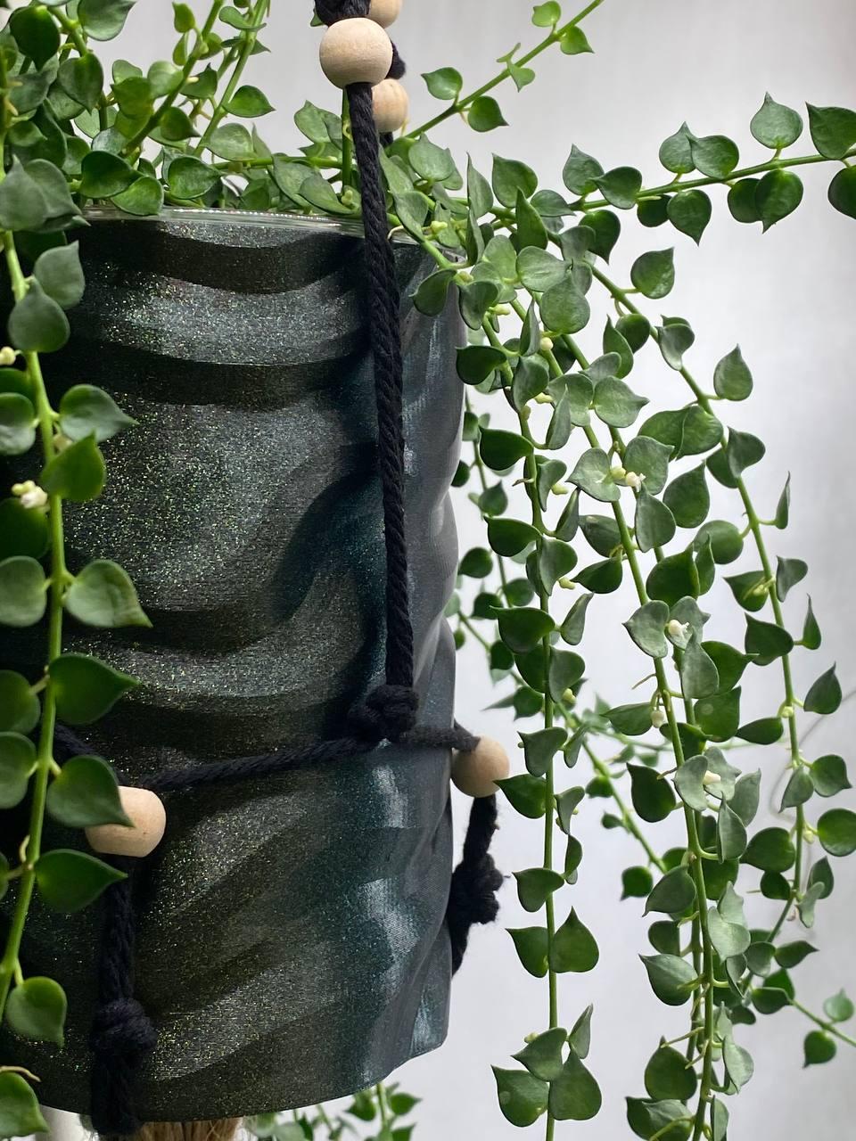 Растение Dichidia Ruscifolia с горшком для фитильного полива